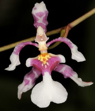 Orquídea Canal: Terapias de Terapias Alternativas Isabel