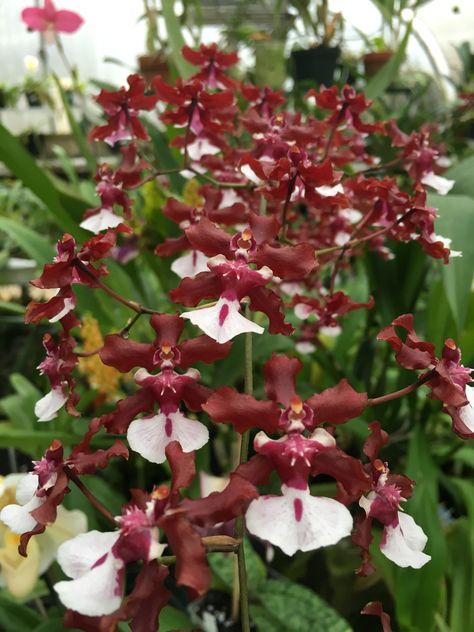 Orquídea Cholate: Terapias de Terapias Alternativas Isabel