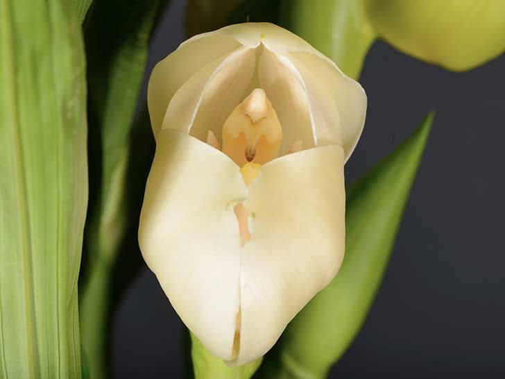 Orquídea Venus : Terapias de Terapias Alternativas Isabel }}
