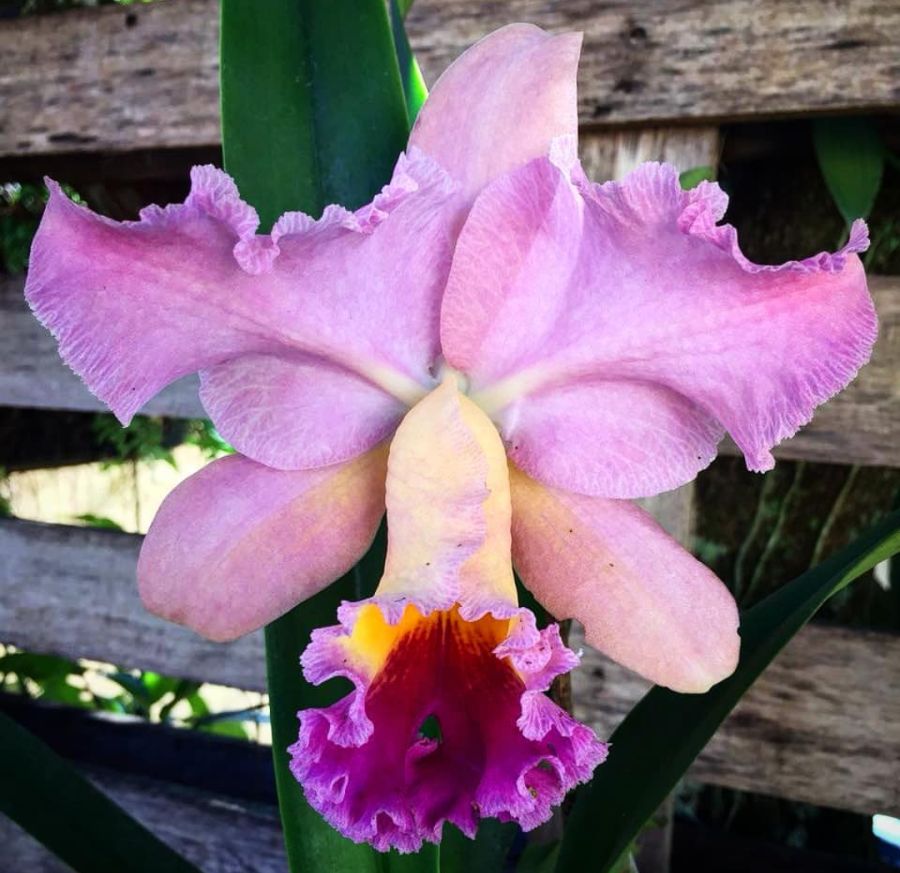 Orquídea de la Inspiración: Terapias de Terapias Alternativas Isabel