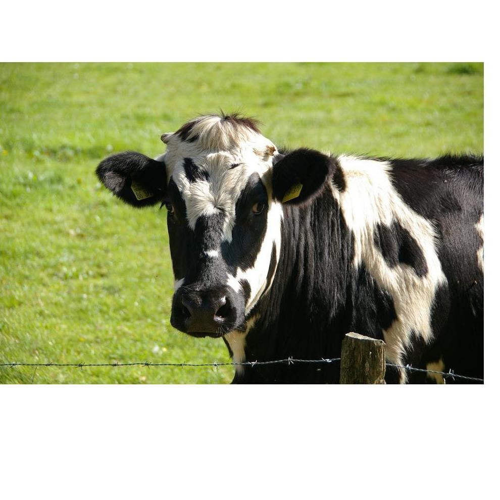 Grandes animales: Productos y Servicios de Comercial Hoznayo, S.L. Grandes animales: Productos y Servicios de Comercial Hoznayo, S.L.