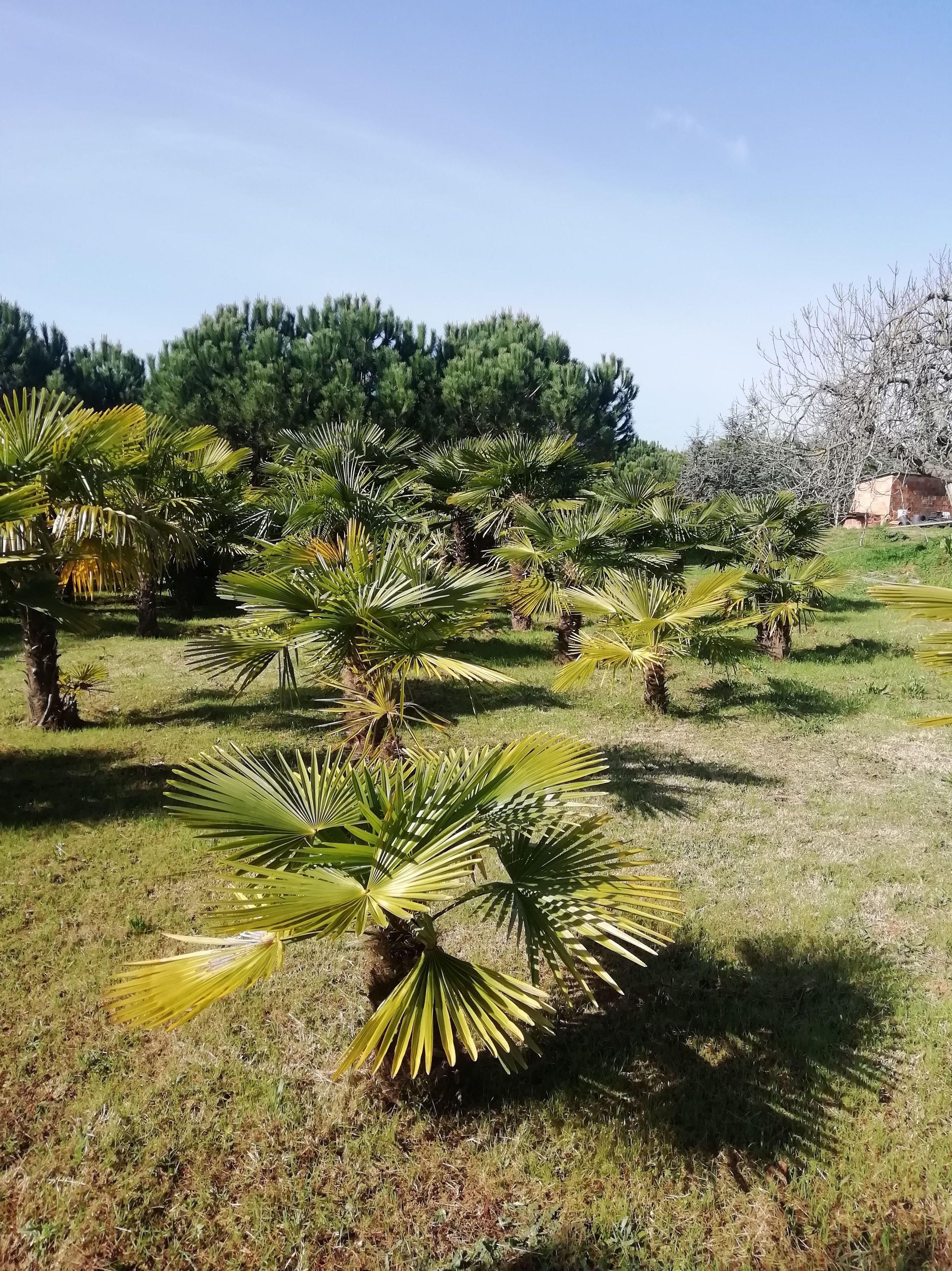 Foto 61 de Jardines (diseño y mantenimiento) en Sant Antoni De Vilamajor | Jardineria Costa