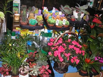 Flores y plantas: Servicios de Floristería Muscari Flores y plantas: Servicios de Floristería Muscari