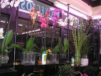 Flores y plantas: Servicios de Floristería Muscari Flores y plantas: Servicios de Floristería Muscari