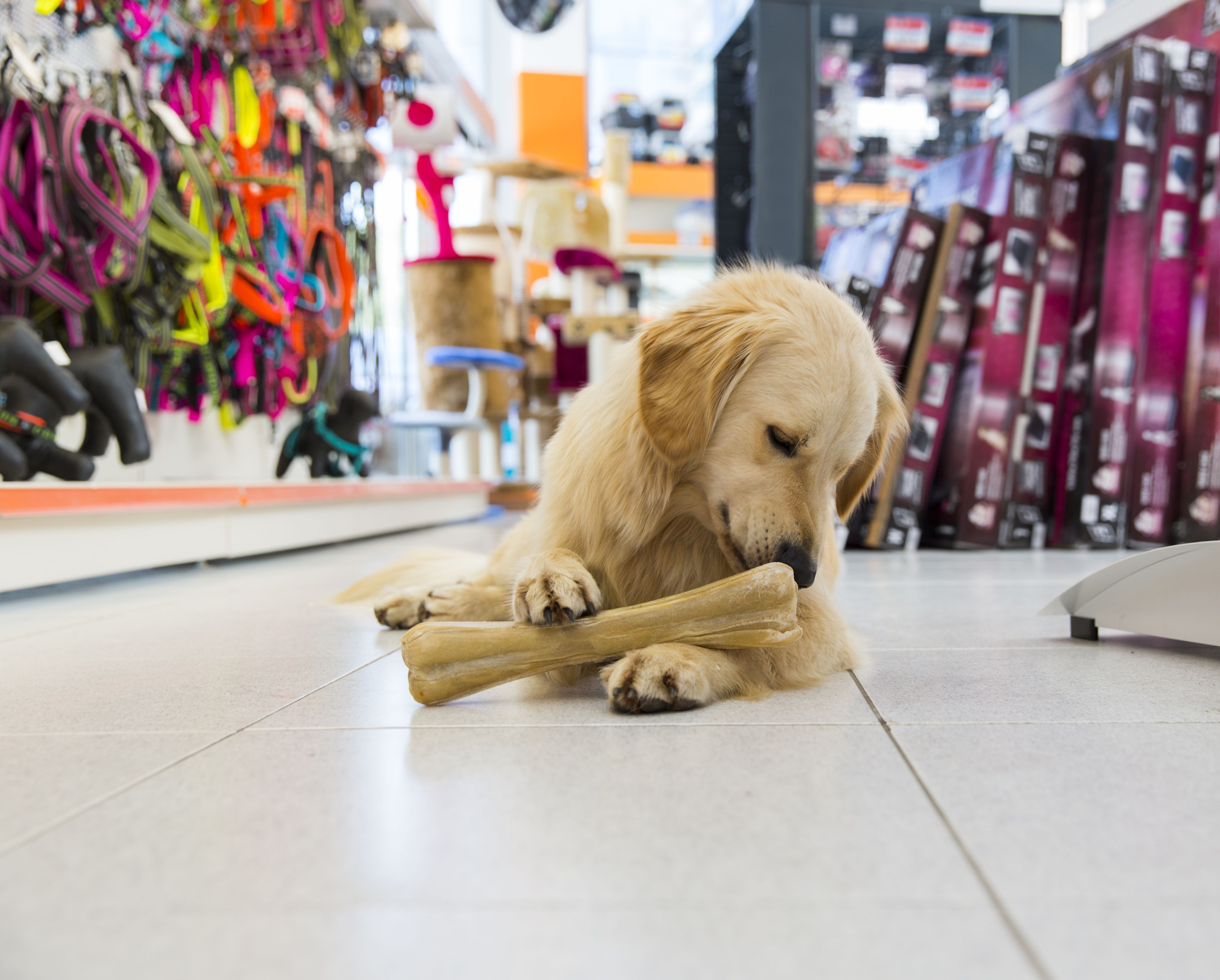 Servicio a Domicilio: Servicios de Valla Mascotas Servicio a Domicilio: Servicios de Valla Mascotas