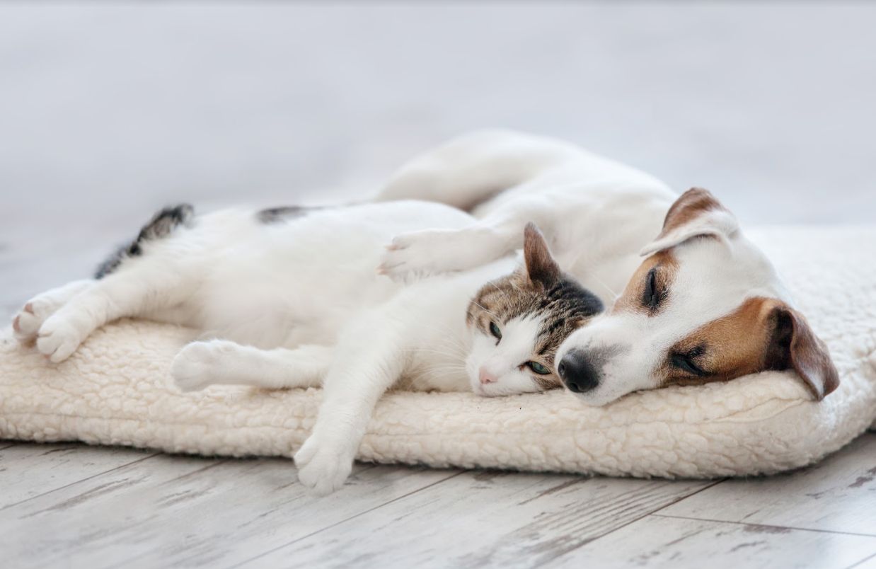 Especializados en medicina canina y felina: Productos y servicios de Veterinaria Animavet Especializados en medicina canina y felina: Productos y servicios de Veterinaria Animavet