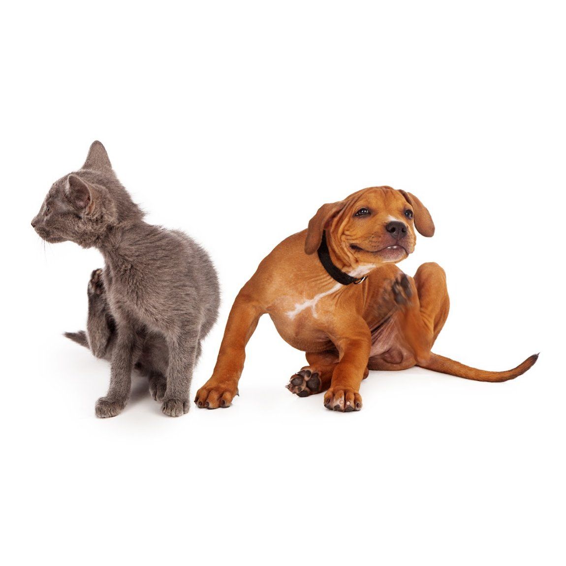 Dermatología: Productos y servicios de Veterinaria Animavet Dermatología: Productos y servicios de Veterinaria Animavet
