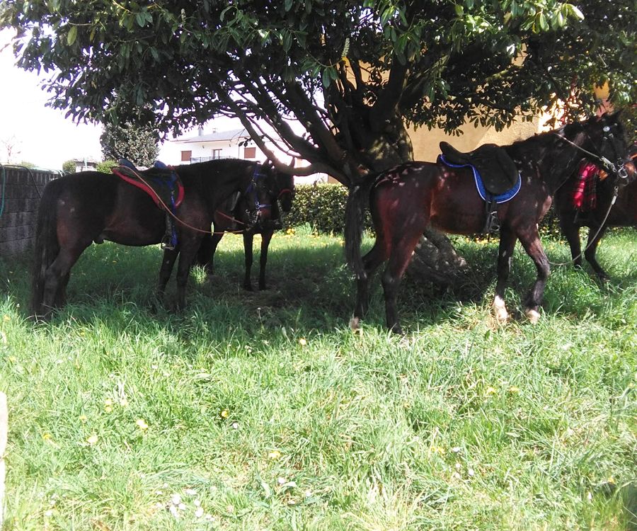 Rutas a caballo: Actividades de Taberna O´Cruceiro Multiaventura Rutas a caballo: Actividades de Taberna O´Cruceiro Multiaventura