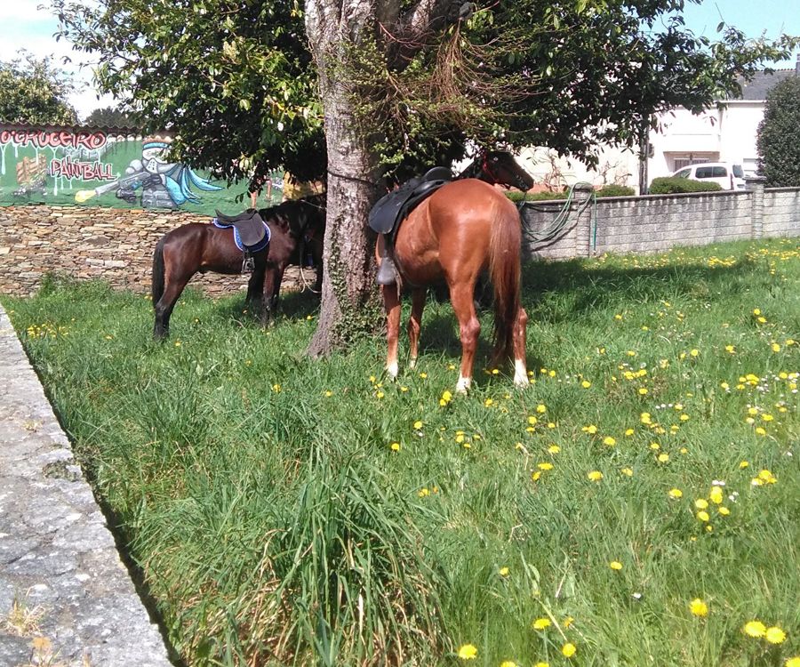 Rutas a caballo: Actividades de Taberna O´Cruceiro Multiaventura Rutas a caballo: Actividades de Taberna O´Cruceiro Multiaventura