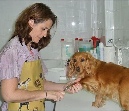 Higiene y estética de su mascota en Clínica Veterinaria Huellas Higiene y estética de su mascota en Clínica Veterinaria Huellas