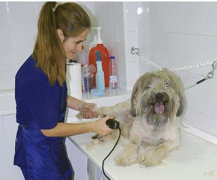 Servicios de peluquería en Clínica Veterinaria Huellas Servicios de peluquería en Clínica Veterinaria Huellas