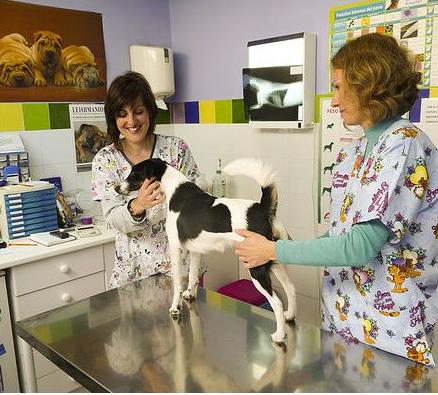 Servicios que prestamos en Clínica Veterinaria Huellas Servicios que prestamos en Clínica Veterinaria Huellas