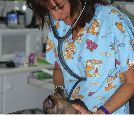 Clínica Veterinaria Huellas Clínica Veterinaria Huellas