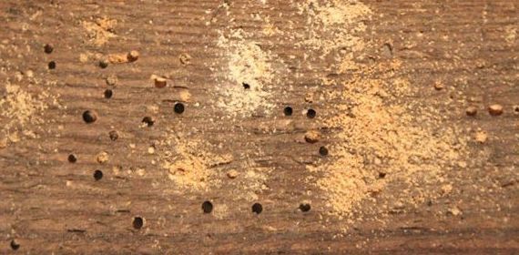 ¿Qué es la carcoma?: Técnicas revolucionarias de Garbi Aragón ¿Qué es la carcoma?: Técnicas revolucionarias de Garbi Aragón
