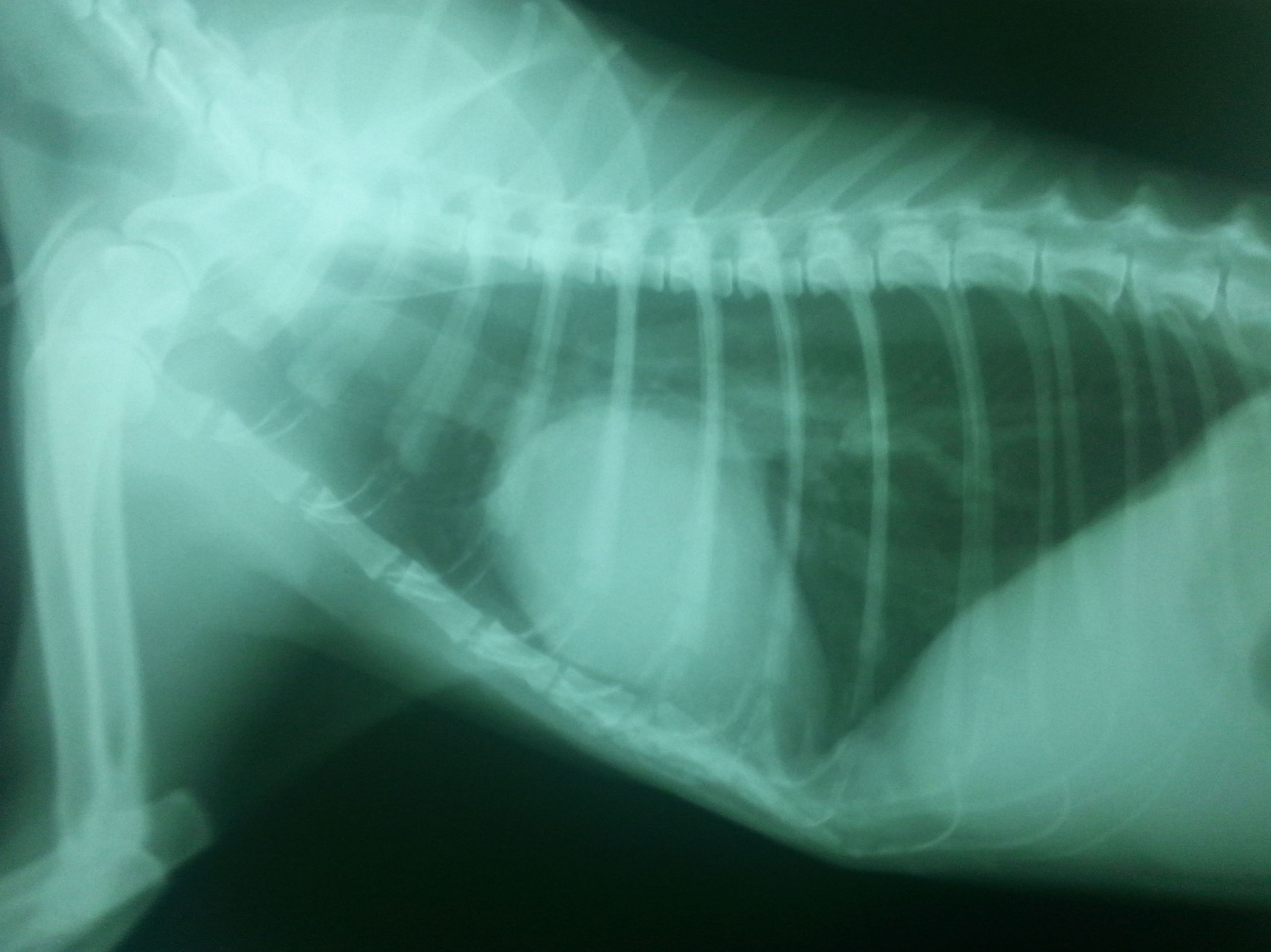 Radiografía veterinaria Cobeña
