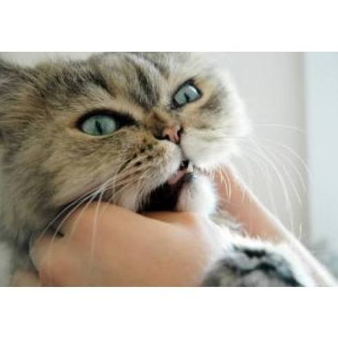 Limpieza dental: Servicios de Clínica Veterinaria Virgen de Icíar Limpieza dental: Servicios de Clínica Veterinaria Virgen de Icíar