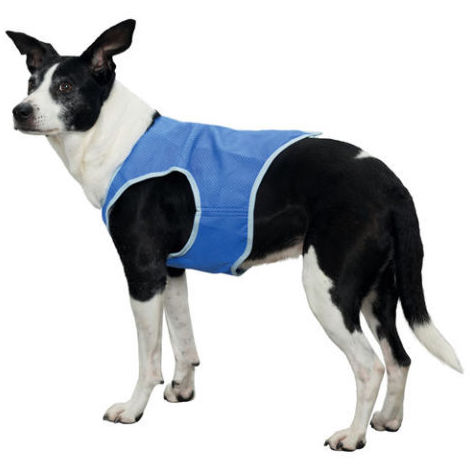 Chaleco refrescante para perros: Nuestros productos de Pienso Express Chaleco refrescante para perros: Nuestros productos de Pienso Express