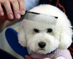 Peluquería canina: Nuestros productos de Pienso Express Peluquería canina: Nuestros productos de Pienso Express
