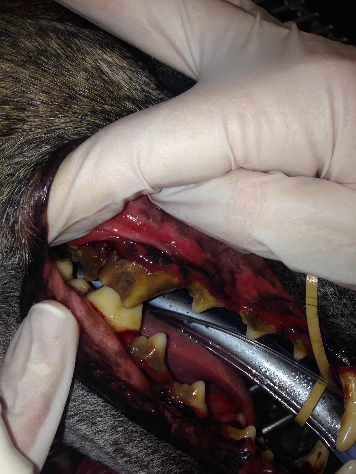 Revisión dental gratuita: Servicios especializados de Clínica Veterinaria Rosvet Revisión dental gratuita: Servicios especializados de Clínica Veterinaria Rosvet
