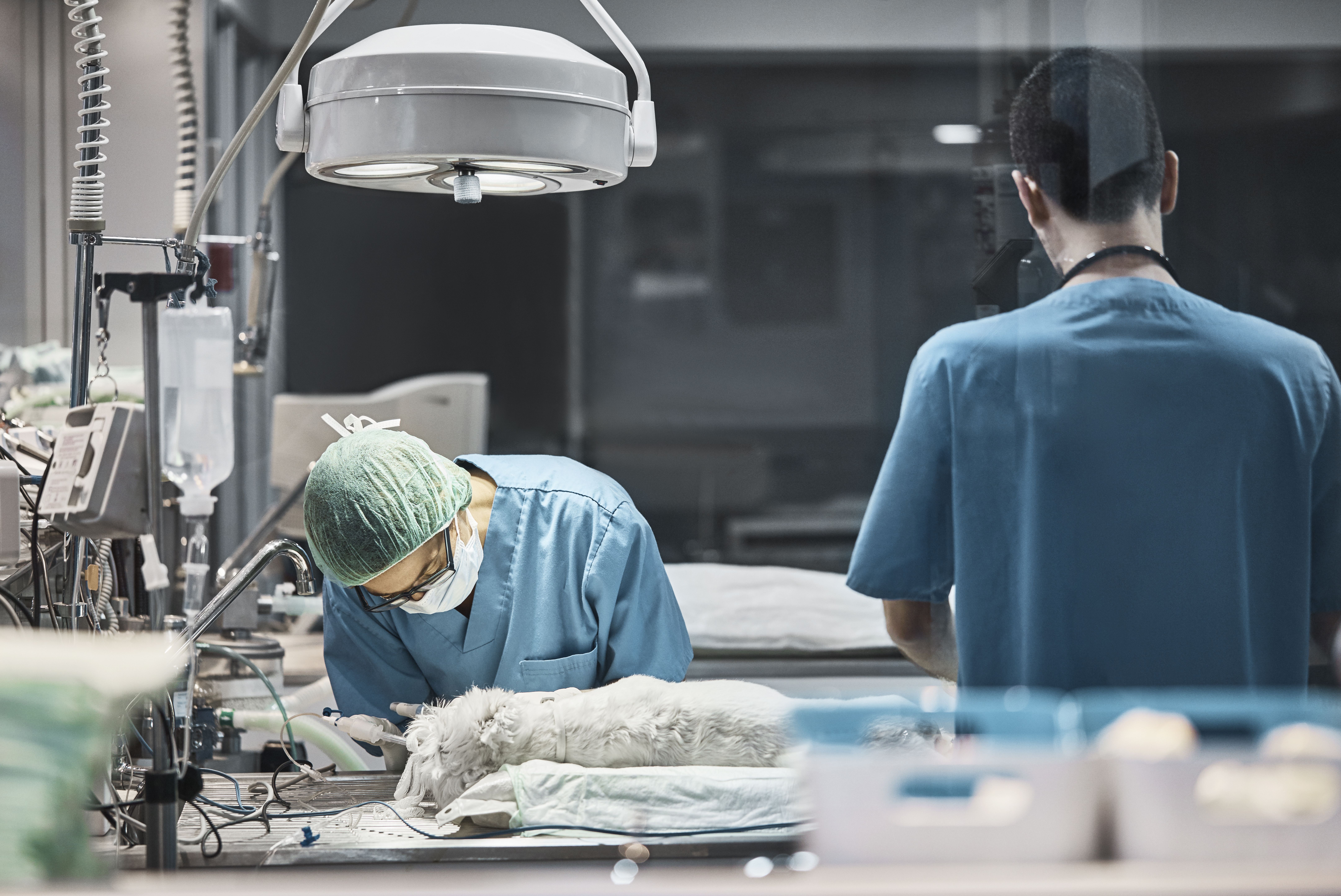 Endoscopias veterinarias: Servicios especializados de Clínica Veterinaria Rosvet Endoscopias veterinarias: Servicios especializados de Clínica Veterinaria Rosvet