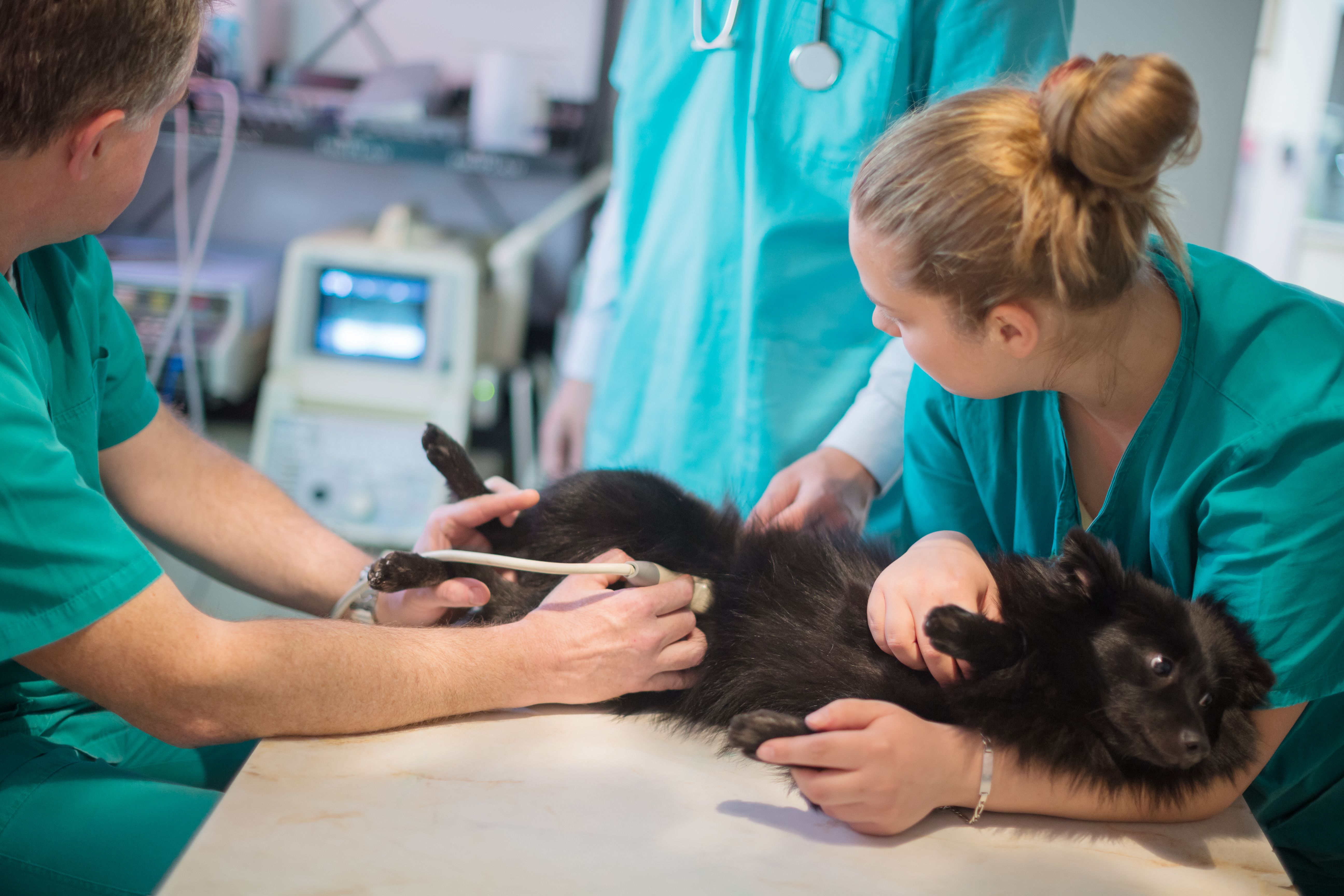 Ecografías vetarinarias: Servicios especializados de Clínica Veterinaria Rosvet Ecografías vetarinarias: Servicios especializados de Clínica Veterinaria Rosvet