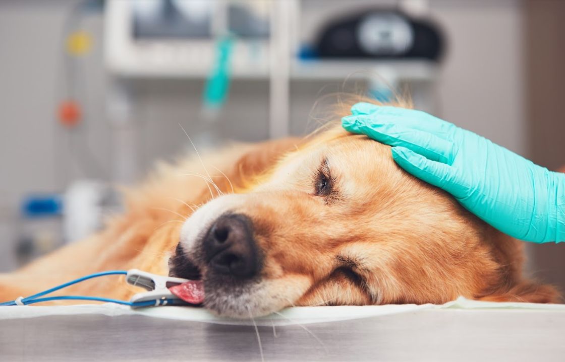 Cirugía: Servicios especializados de Clínica Veterinaria Rosvet Cirugía: Servicios especializados de Clínica Veterinaria Rosvet