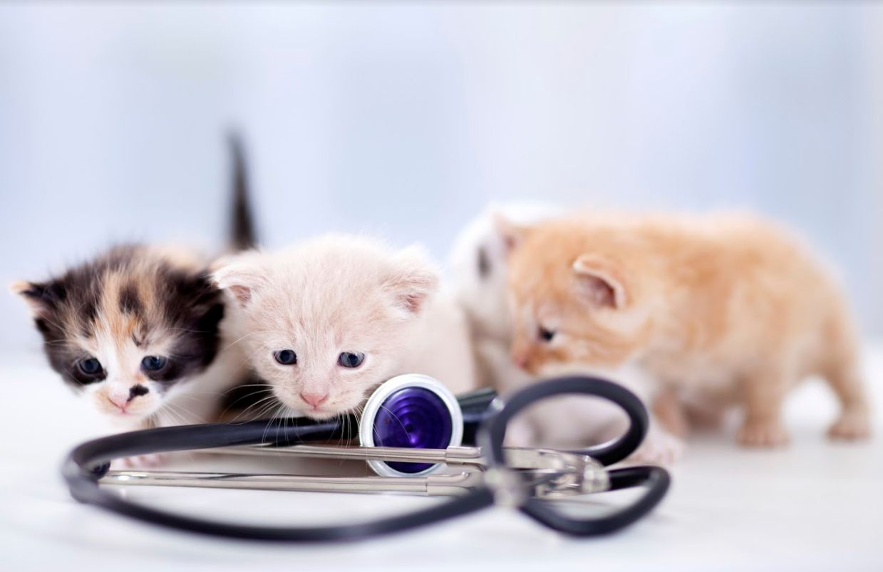 Consultas generales: Servicios especializados de Clínica Veterinaria Rosvet Consultas generales: Servicios especializados de Clínica Veterinaria Rosvet