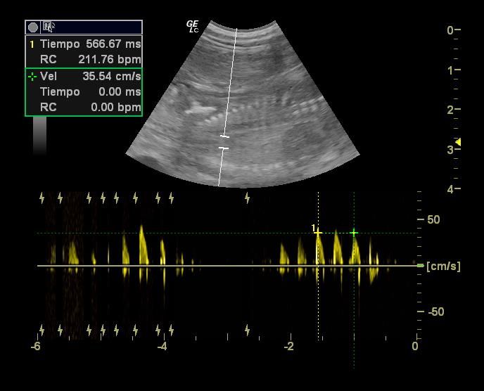 Diagnóstico por imagen: Servicios especializados de Clínica Veterinaria Rosvet Diagnóstico por imagen: Servicios especializados de Clínica Veterinaria Rosvet