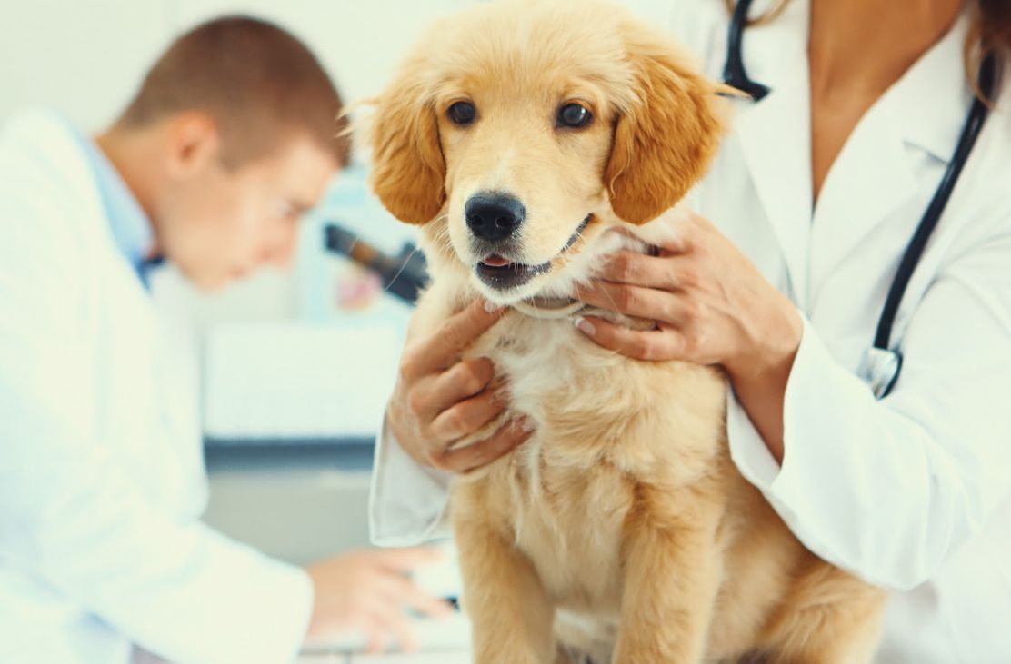 Análisis clínicos: Servicios especializados de Clínica Veterinaria Rosvet Análisis clínicos: Servicios especializados de Clínica Veterinaria Rosvet