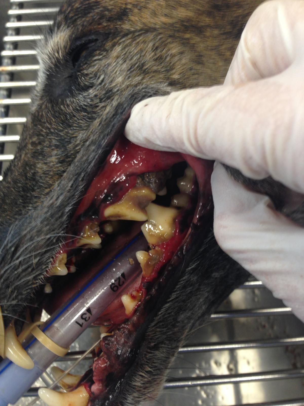 Revisión dental gratuita: Servicios especializados de Clínica Veterinaria Rosvet Revisión dental gratuita: Servicios especializados de Clínica Veterinaria Rosvet