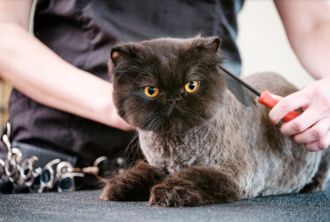 Peluquería canina y felina: Servicios especializados de Clínica Veterinaria Rosvet Peluquería canina y felina: Servicios especializados de Clínica Veterinaria Rosvet