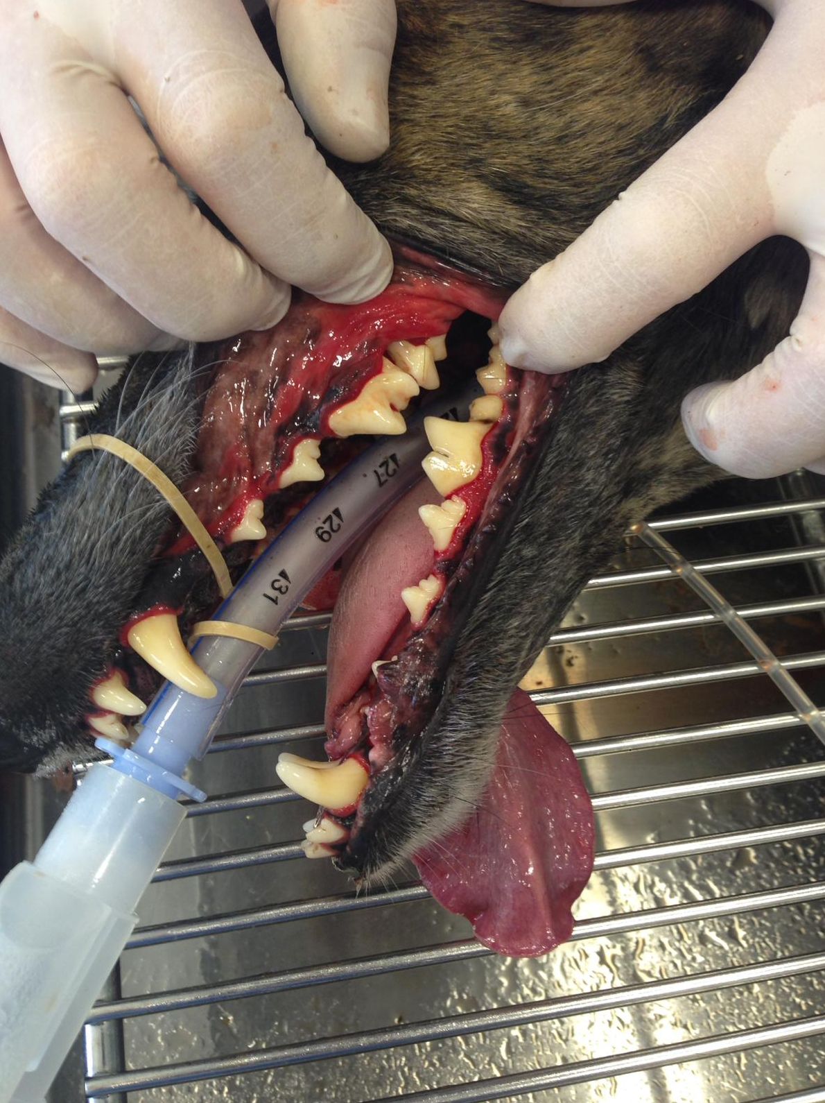 limpieza de dientes perros limpieza de dientes perros