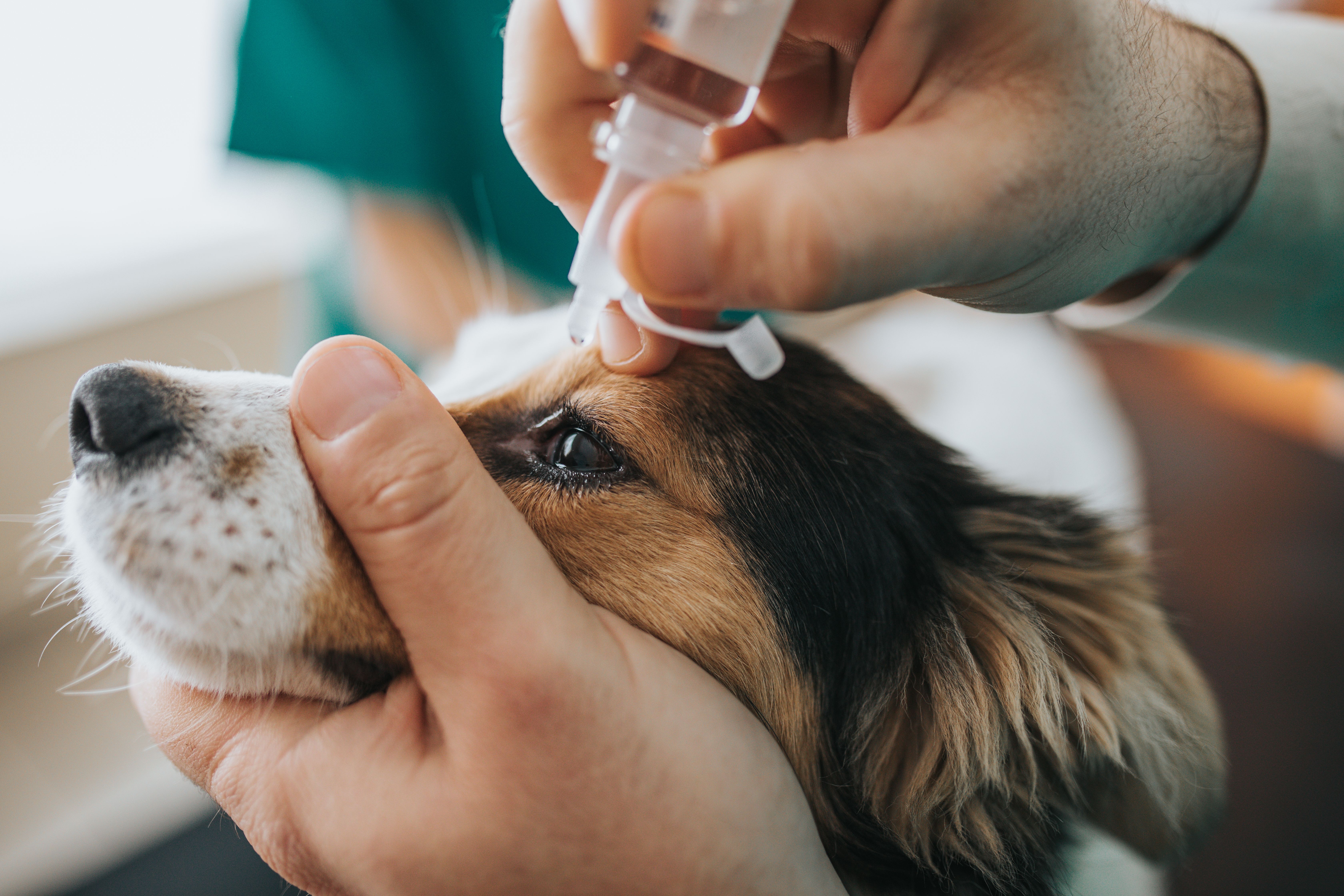 Oftalmología veterinaria: Servicios especializados de Clínica Veterinaria Rosvet Oftalmología veterinaria: Servicios especializados de Clínica Veterinaria Rosvet