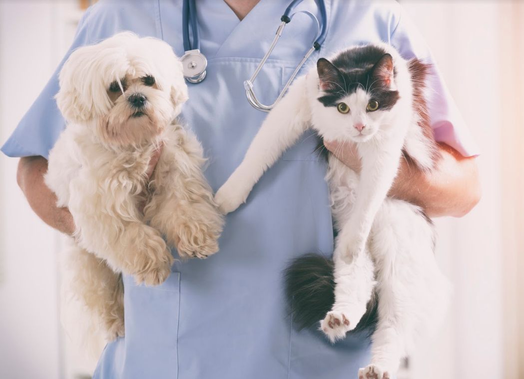 Otras consultas: Servicios especializados de Clínica Veterinaria Rosvet Otras consultas: Servicios especializados de Clínica Veterinaria Rosvet