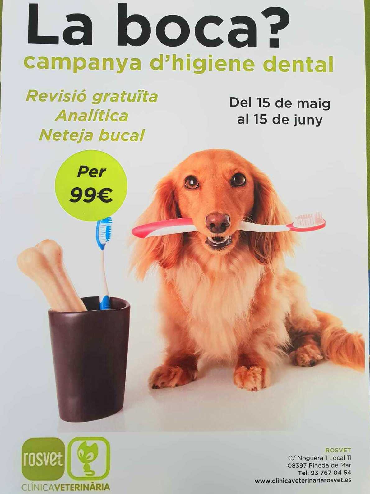 Revisión dental gratuita: Servicios especializados de Clínica Veterinaria Rosvet Revisión dental gratuita: Servicios especializados de Clínica Veterinaria Rosvet