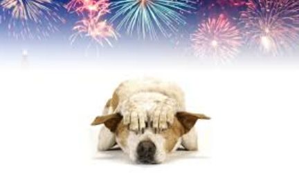 Consejos durante la berbena de Sant Joan: Servicios especializados de Clínica Veterinaria Rosvet Consejos durante la berbena de Sant Joan: Servicios especializados de Clínica Veterinaria Rosvet