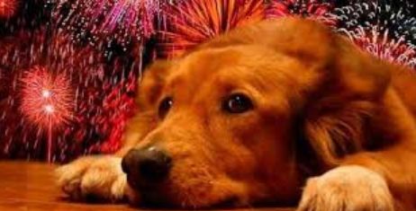 Consejos durante la berbena de Sant Joan: Servicios especializados de Clínica Veterinaria Rosvet Consejos durante la berbena de Sant Joan: Servicios especializados de Clínica Veterinaria Rosvet