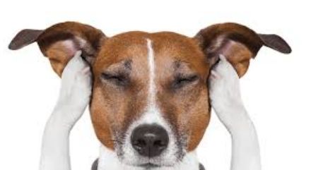 Consejos durante la berbena de Sant Joan: Servicios especializados de Clínica Veterinaria Rosvet Consejos durante la berbena de Sant Joan: Servicios especializados de Clínica Veterinaria Rosvet