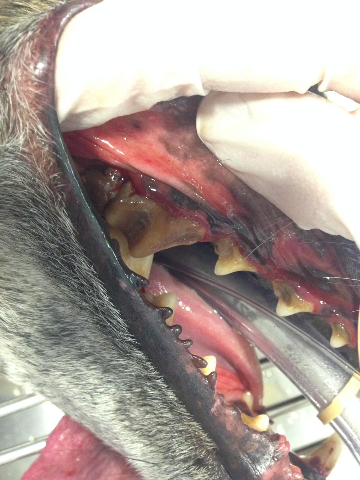 Revisión dental gratuita: Servicios especializados de Clínica Veterinaria Rosvet Revisión dental gratuita: Servicios especializados de Clínica Veterinaria Rosvet