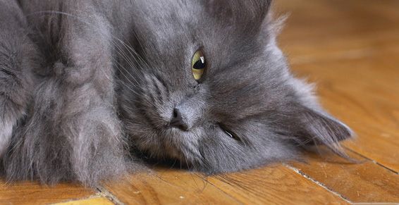 Gatos: Servicios de Animal Home 2014 Gatos: Servicios de Animal Home 2014