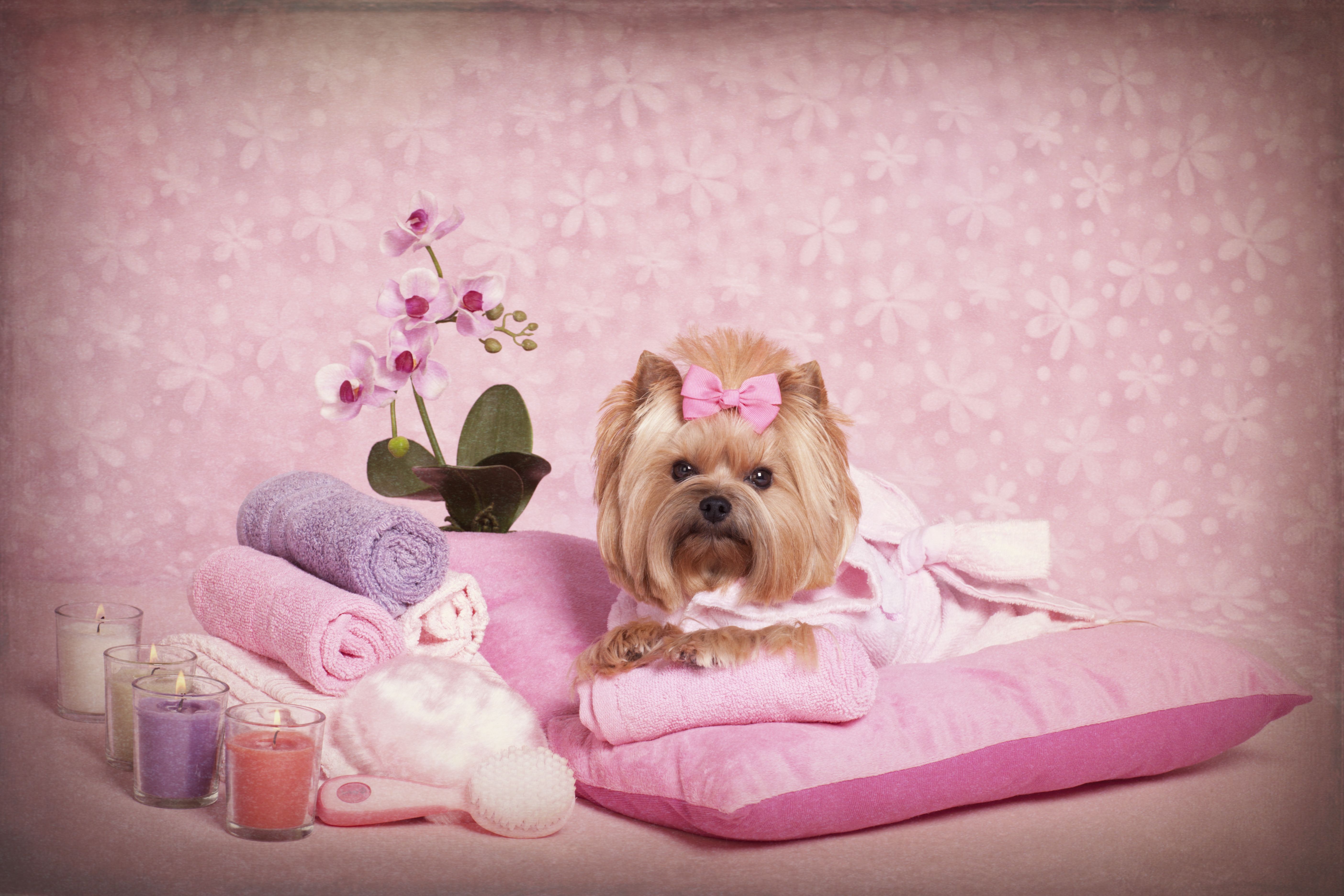 Higiene: Servicios de Animal Home 2014 Higiene: Servicios de Animal Home 2014