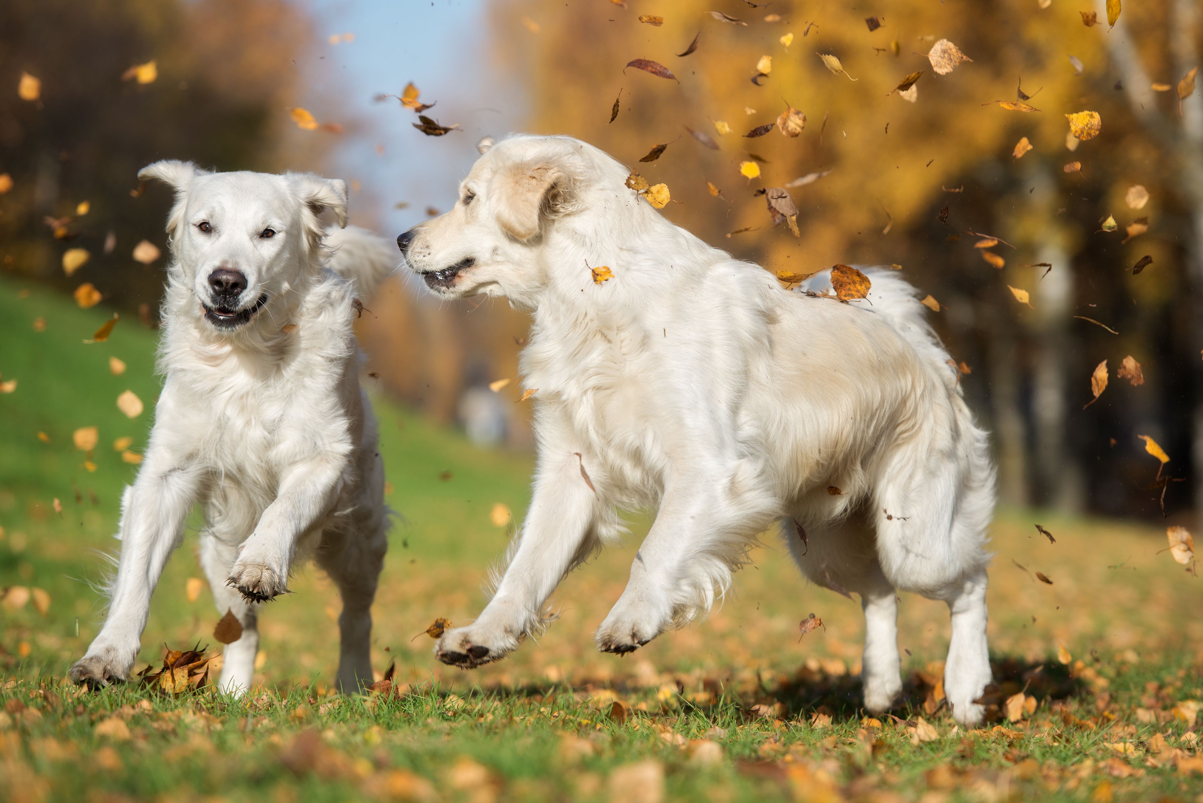 Perros: Servicios de Animal Home 2014 Perros: Servicios de Animal Home 2014