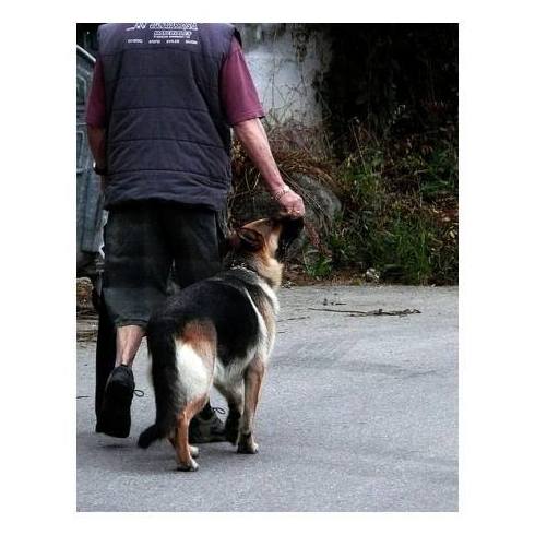 Renovación del permiso de Animales Peligrosos: Servicios de Clínica Serpa Psicotécnico Renovación del permiso de Animales Peligrosos: Servicios de Clínica Serpa Psicotécnico