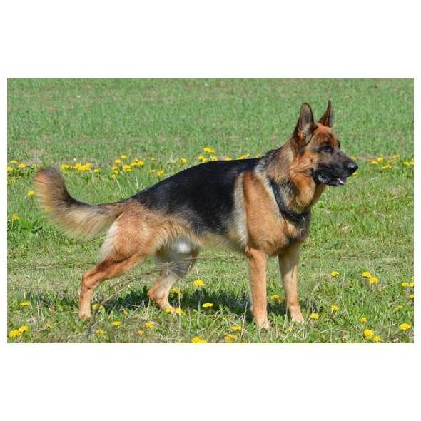Obtención del permiso de Animales Peligrosos: Servicios de Clínica Serpa Psicotécnico Obtención del permiso de Animales Peligrosos: Servicios de Clínica Serpa Psicotécnico