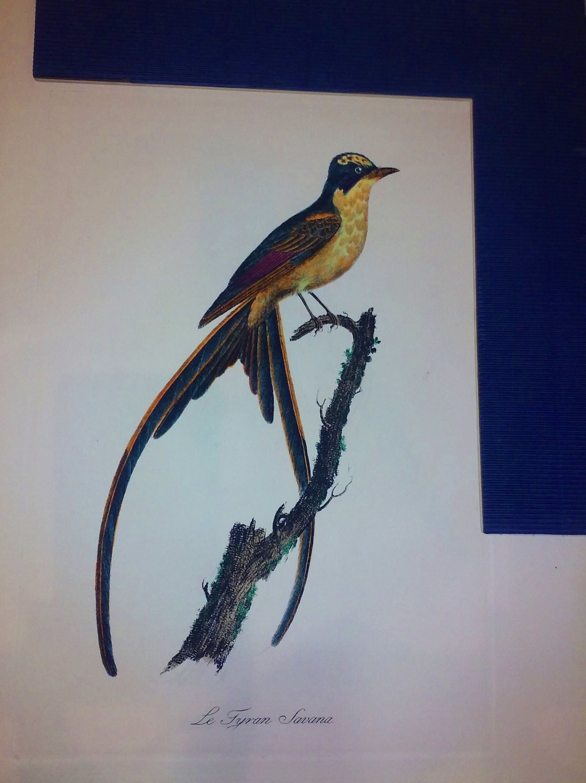 VENTA DE OBRA GRAFICA: Productos de Cano 1907