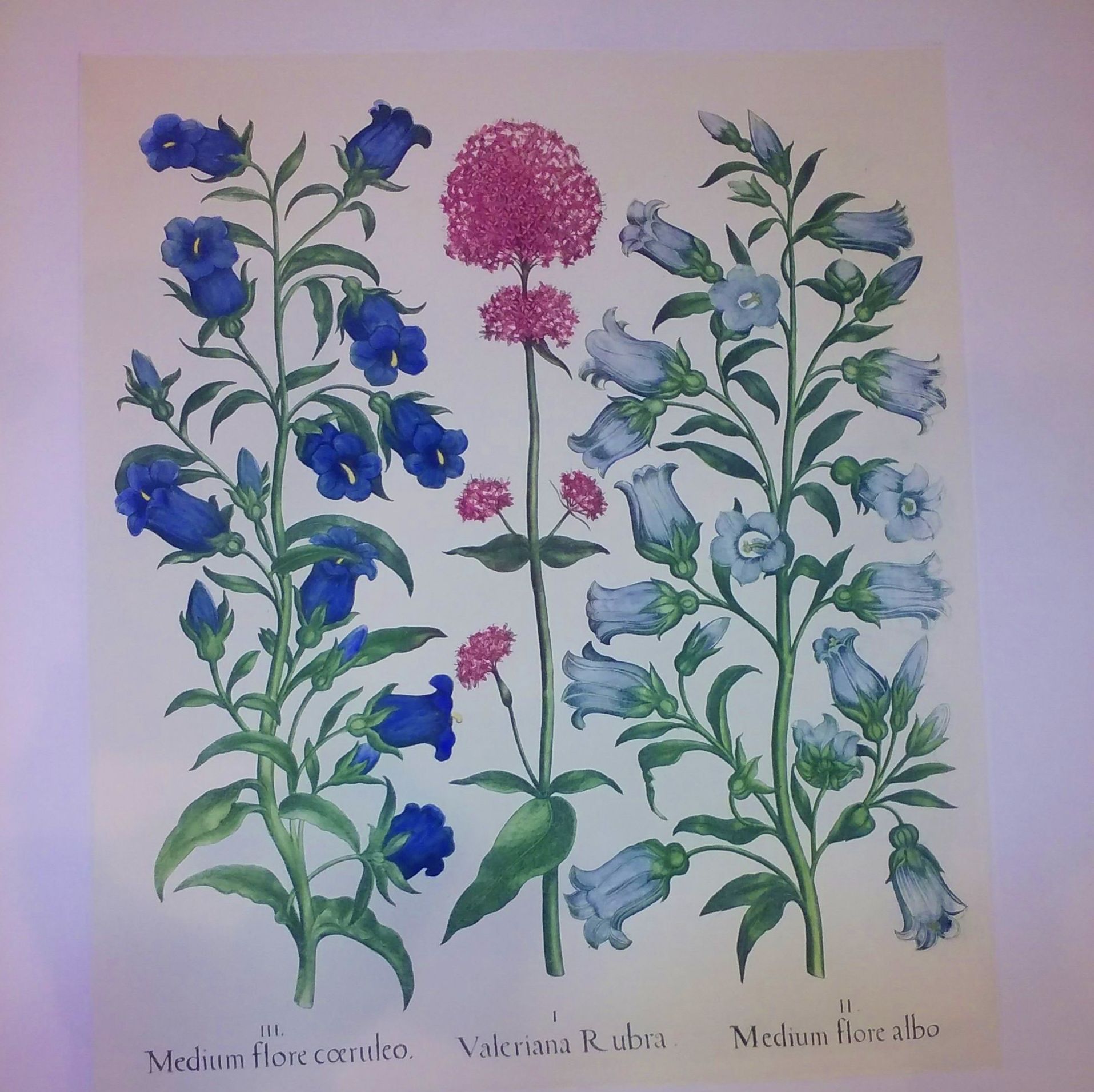 Serie botánica sobre papel de japón, iluminadas con acuarelas