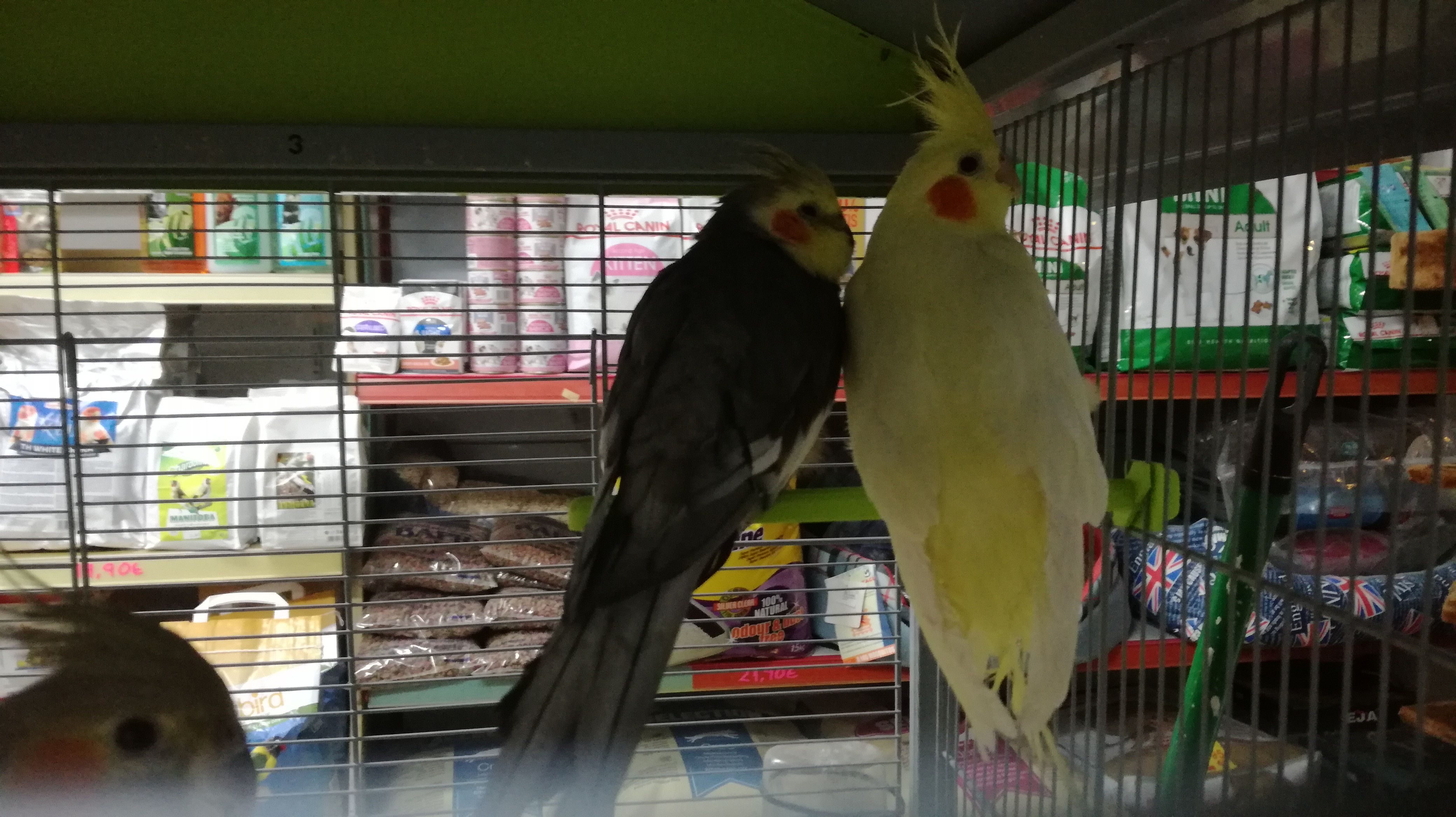 pasillo Identificar hoy Tienda de pájaros en Gupúzcoa