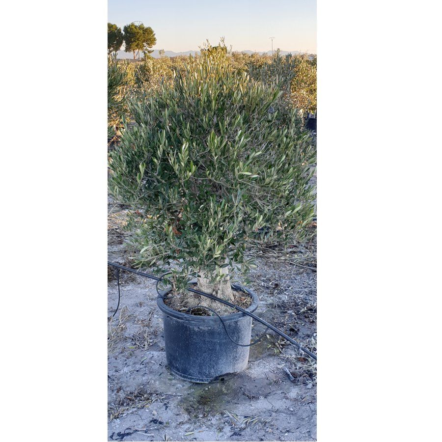 Venta de árboles: Servicios de Plantas Benalla Venta de árboles: Servicios de Plantas Benalla
