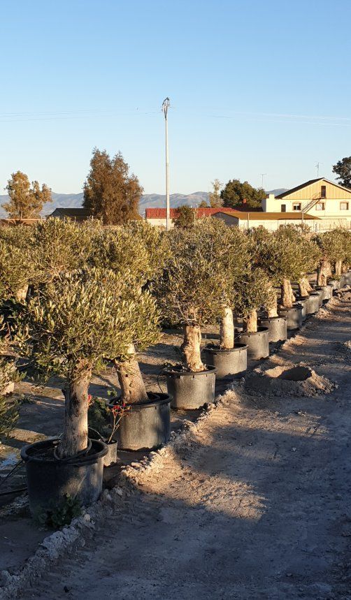 Venta de árboles: Servicios de Plantas Benalla Venta de árboles: Servicios de Plantas Benalla