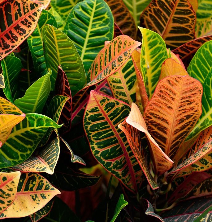 Venta de plantas de interior y exterior: Servicios de Plantas Benalla Venta de plantas de interior y exterior: Servicios de Plantas Benalla